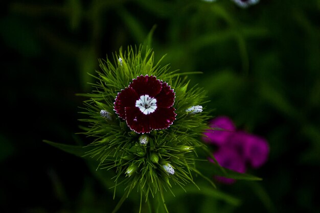 Feldblume in der Natur auf Sonnenlicht