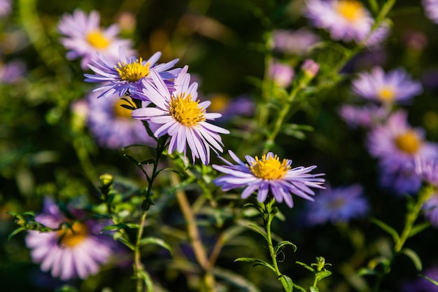 Feldblumen, auf denen Insekten und Bienen hautnah sitzen