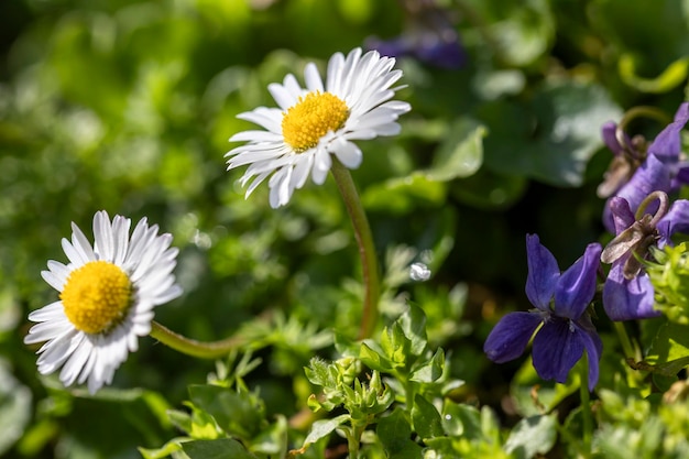 Feldblumen mit weißen und gelben Blüten