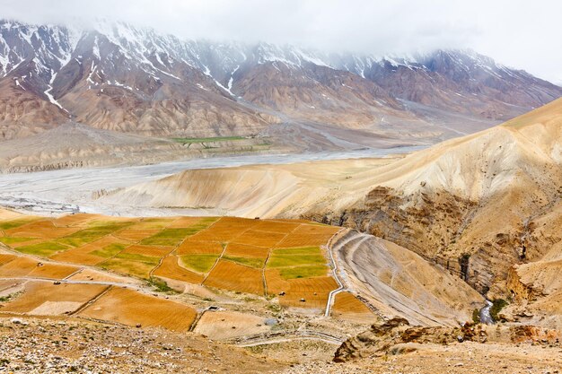 Felder im Spiti-Tal