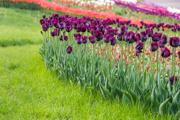 Felder, in denen lila Tulpen blühen. Feld mit Blumen im Garten