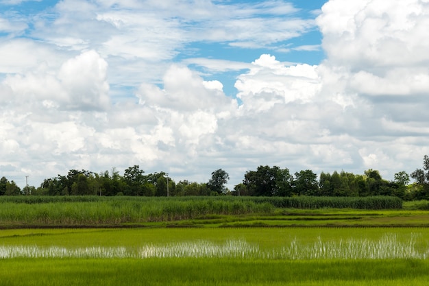 Felder mit bewölktem Himmel auf Hintergrund