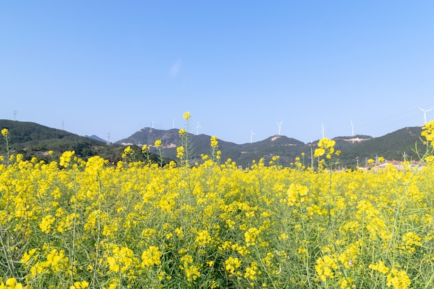 Felder mit goldenen Rapsblumen unter blauem Himmel