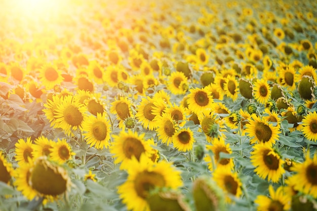 Felder mit leuchtend gelben Sonnenblumen und wachsenden Blumen