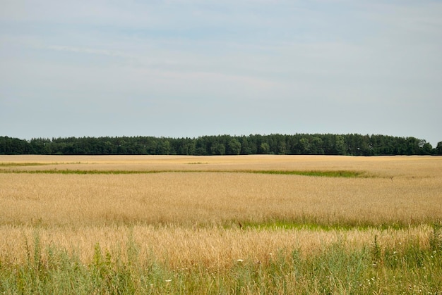 Felder und Wälder der Ukraine