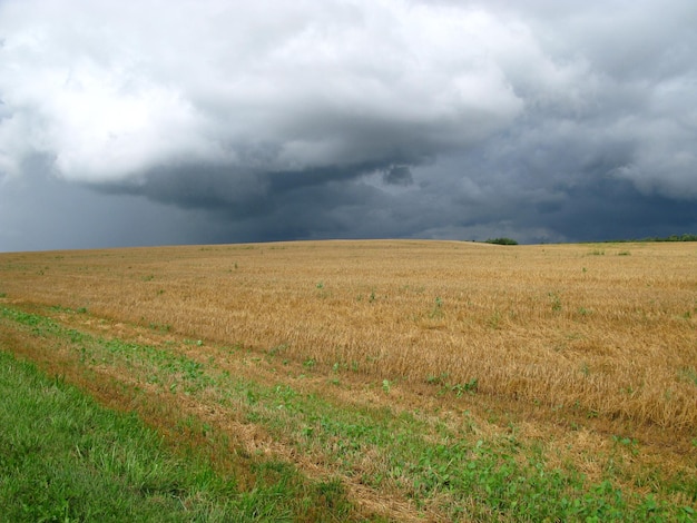 Felder und Wälder in Litauen