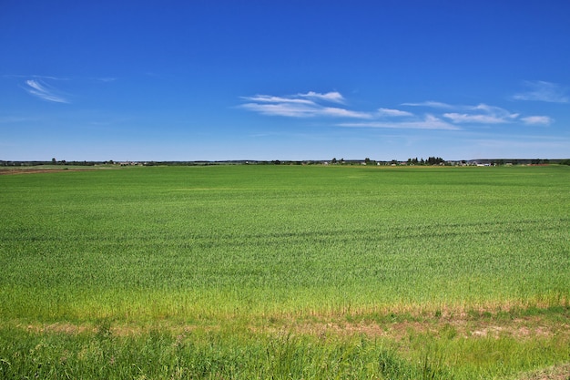 Felder und Wald in Belarus-Land