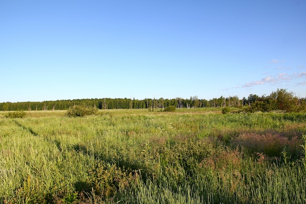 Felder und Wald in Russland-Land