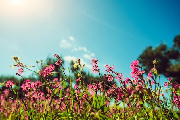 Felder von rosa Blumen in der Sonne.