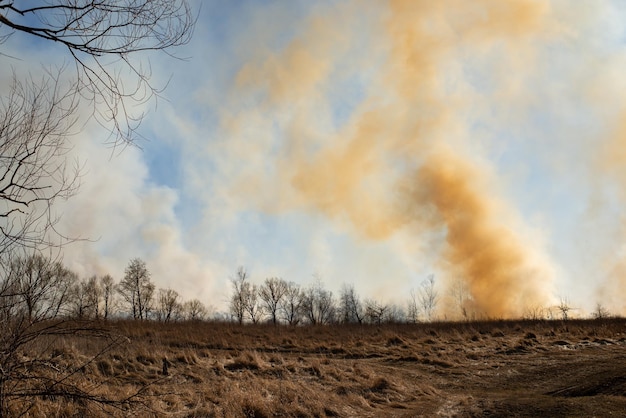 Feldfeuer verbrennt alles auf seinem Weg Rauchwolken von brennenden Grasbüschen und Bäumen auf dem Feld im Frühling Gefährliches Lauffeuer