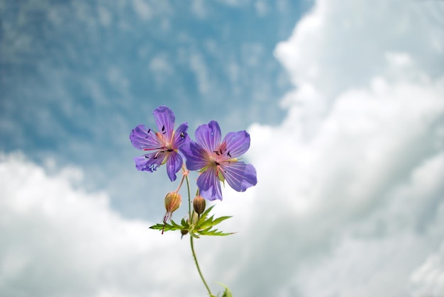 Foto feldjahresblumen