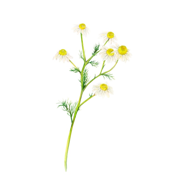 Feldkamille medizinische handgezeichnete Aquarell-Blumenillustration einer zarten Blume isoliert