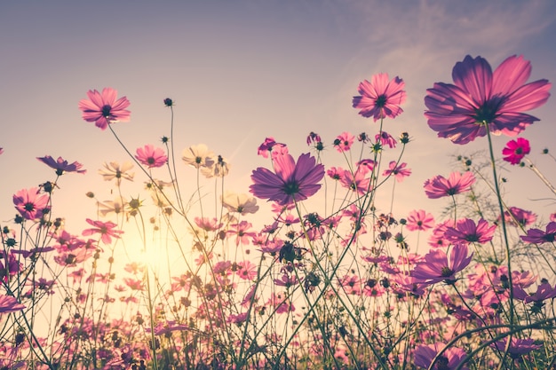 Foto feldkosmos blume und himmel sonnenlicht mit vintage filter.