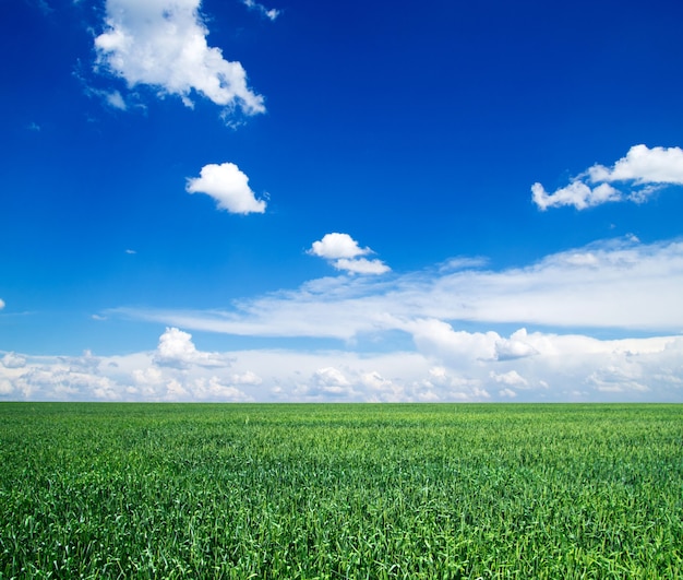 Feldnatur mit blauem Himmel