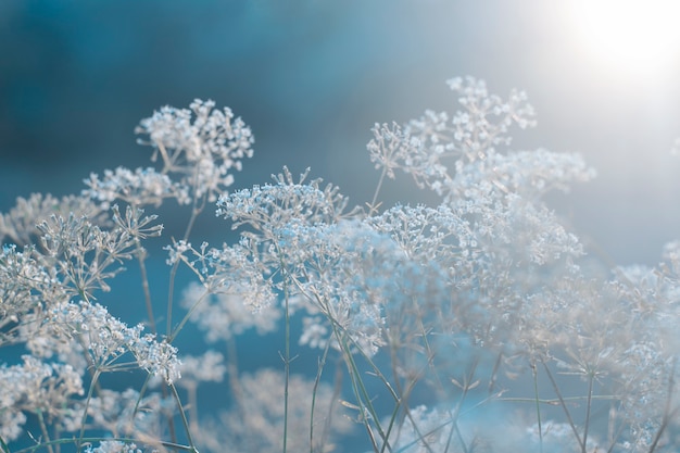 Feldpflanzenhintergrund auf Winterblau