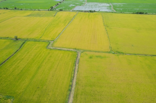 Feldreis mit Landschaftsgrünmuster-Naturhintergrund