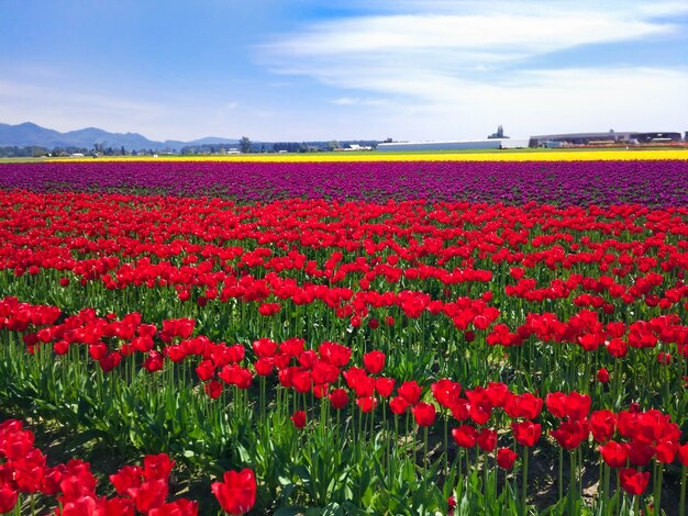 Feldrote Tulpen in den Bergen