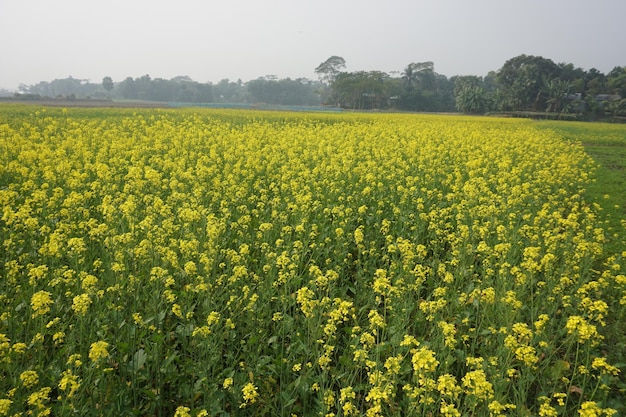 Feldsenf in Bangladesch