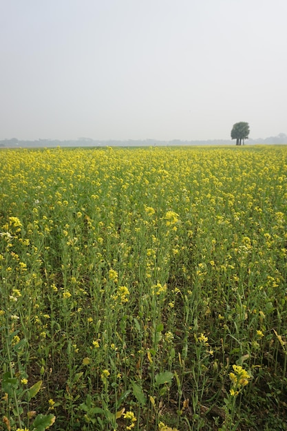 Feldsenf in Bangladesch