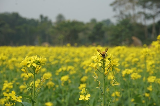 Feldsenf in Bangladesch