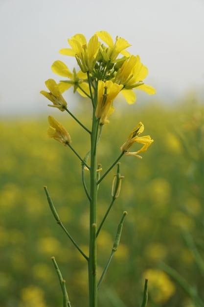 Feldsenf in Bangladesch