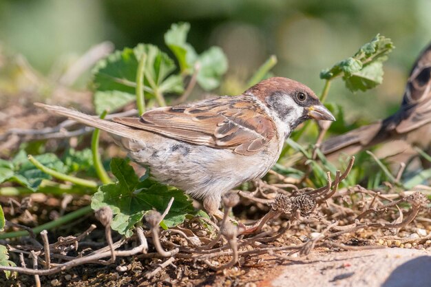 Feldsperling (Passer montanus) Toledo, Spanien