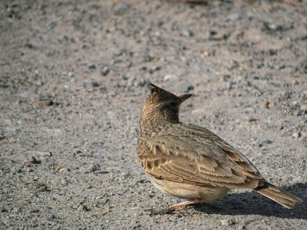 Feldvogel auf der Straße