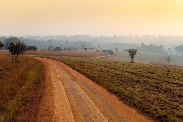 Feldweg, der an einem nebligen Morgen in Thung Salang Luang durch den Vorfrühlingswald führt