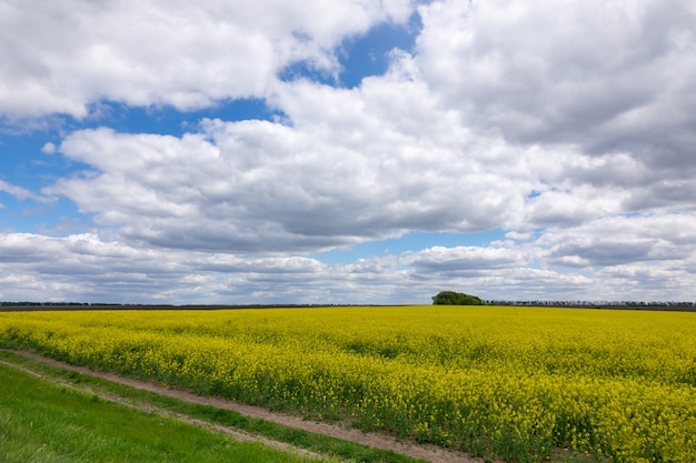 Feldweg durch blühende Rapsfelder, Frühlingsnaturlandschaft auf einem Hintergrund von blauem bewölktem Himmel. Konzept der Verwendung von Rapsöl für die menschliche Ernährung, Futtermittel und Biodiesel.