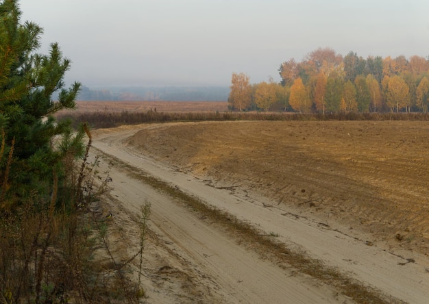 Foto feldweg entlang des feldes und des waldes am herbstmorgen