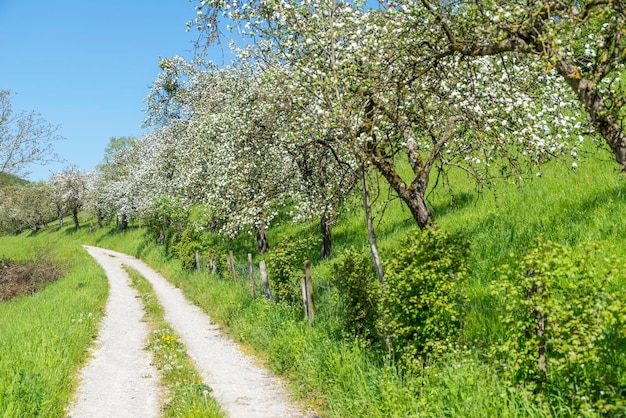 Feldweg im Frühling