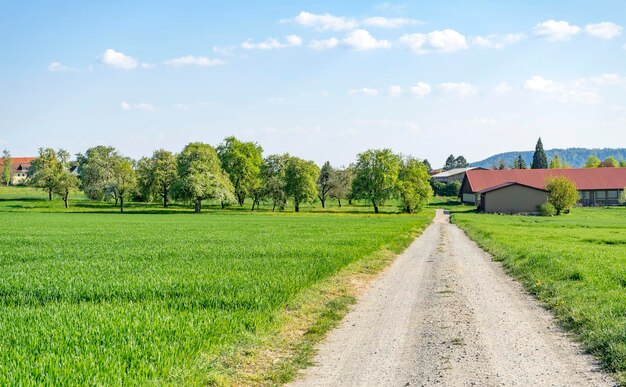 Feldweg im Frühling