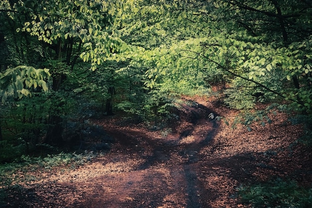 Feldweg in den Wald