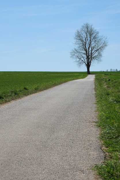 Foto feldweg