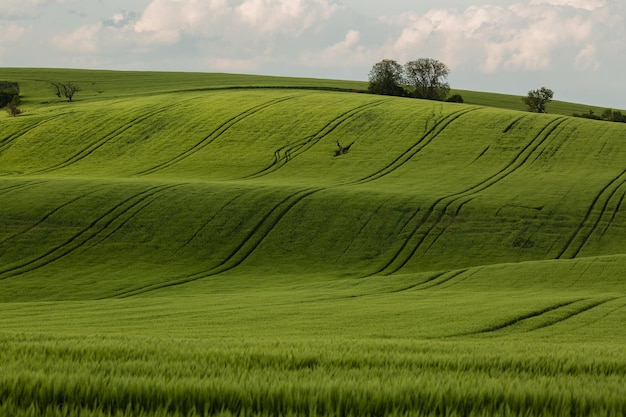 Feldwellen mit Bäumen im Frühling in Südmähren, Tschechien