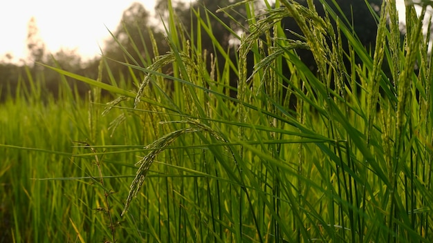 Las felices espigas de arroz en Tailandia