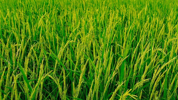 Las felices espigas de arroz en Tailandia