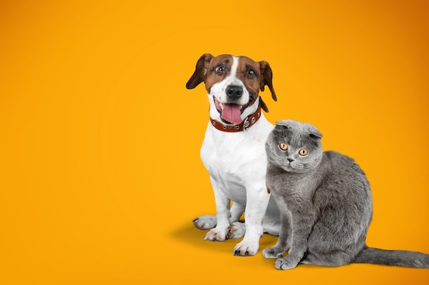 Felices jóvenes gatos y perros mascotas juntos