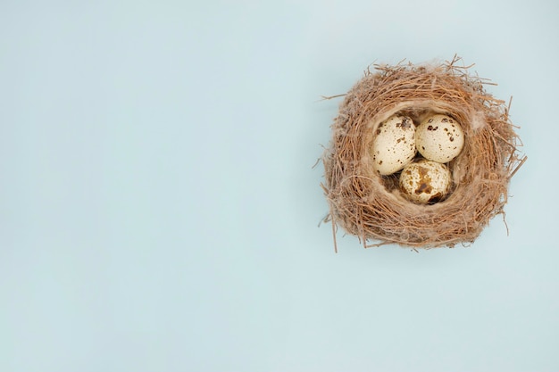 Felices Pascuas Hermosos huevos de codorniz coloridos en nido de pájaro sobre fondo azul claro de cerca Copiar espacio para texto plano Composición mínima de Pascua Primavera