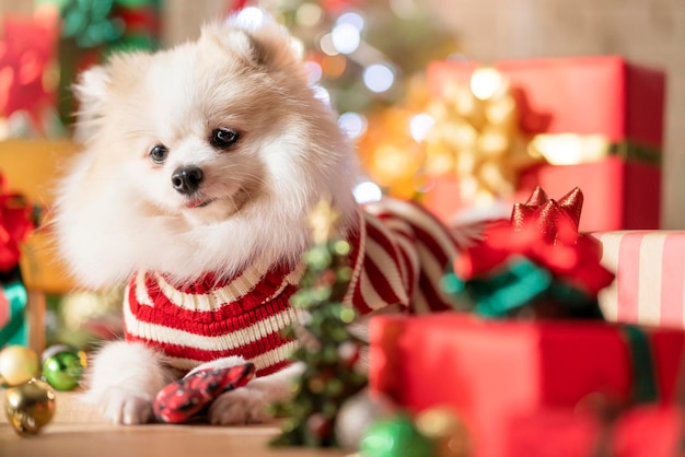 Felicidade e alegre raça de cães pomeranian de cor branca com presentes caixas de presentes e árvore de natal na sala feliz natal fundo festivo