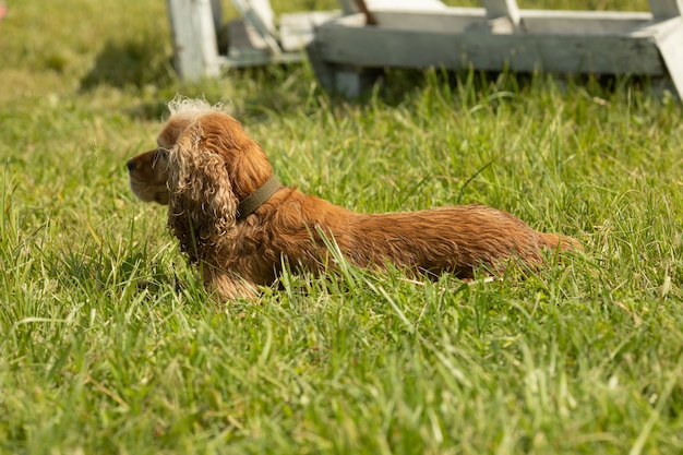 Feliz y activo cocker spaniel caminando en el parque.