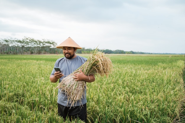 Feliz agricultor asiático con granos de arroz en el campo