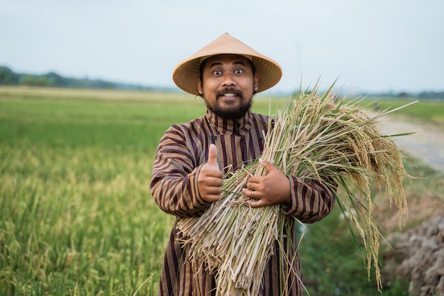 Feliz agricultor asiático con granos de arroz en el campo