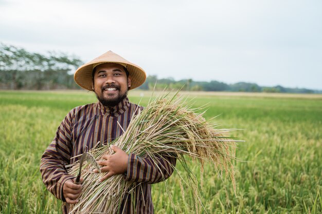 Feliz agricultor asiático con granos de arroz en el campo