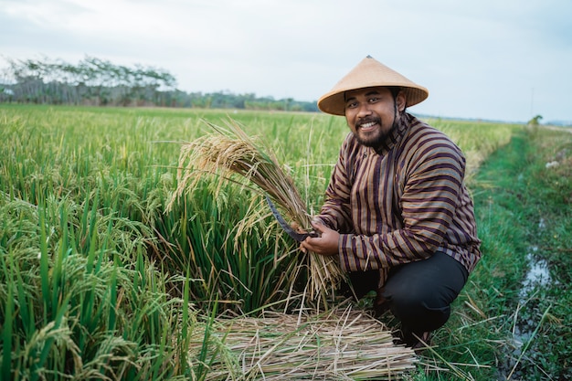 Feliz agricultor asiático con granos de arroz en el campo