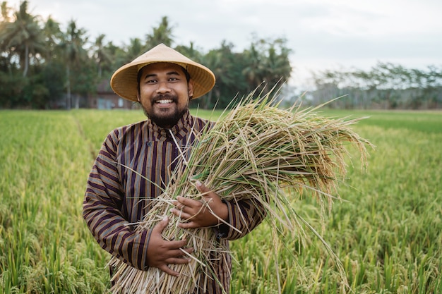 Feliz agricultor asiático con granos de arroz en el campo