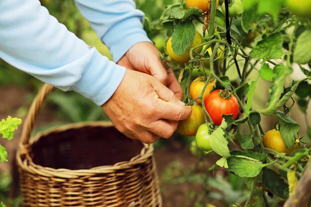 Feliz agricultor orgánico cosechando tomates en invernadero Manos de agricultores con tomates recién cosechados