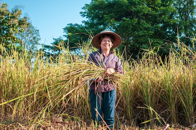Una feliz agricultora asiática senior sonriendo cosechando arroz en un campo de plantas de arroz en amarillo dorado