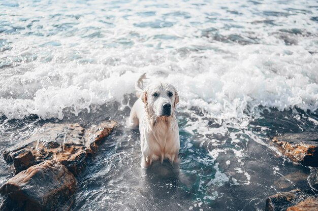 Feliz alegre golden retriever nadando, correndo, pulando, brinca com a água na costa do mar no verão