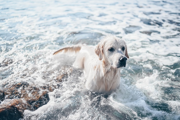 Feliz alegre golden retriever nadando, correndo, pulando, brinca com a água na costa do mar no verão